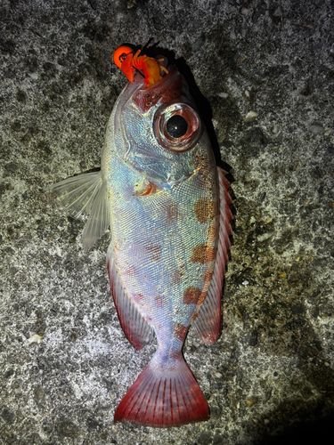 トガリエビスの釣果