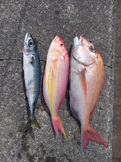 マダイの釣果