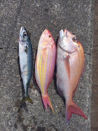 マダイの釣果