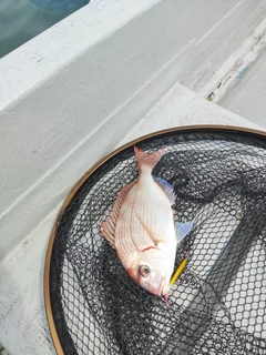 タイの釣果