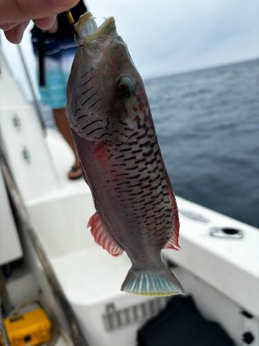 ヒトスジモチノウオの釣果