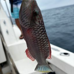 ヒトスジモチノウオ