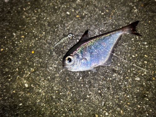 リュウキュウハタンポの釣果