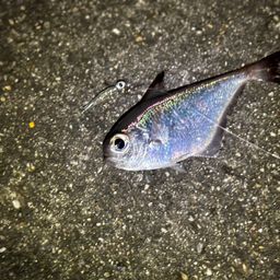 リュウキュウハタンポ