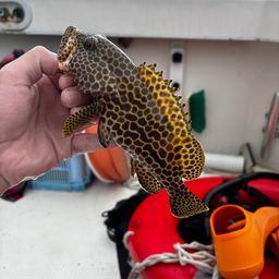 リュウキュウハタンポ