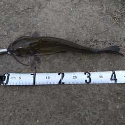 アメリカナマズ