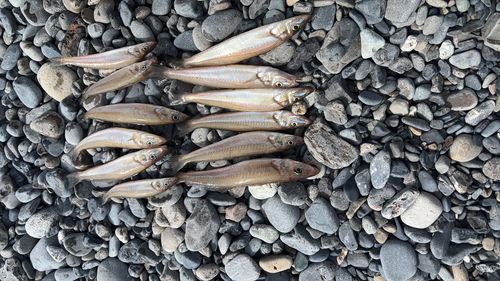 釣果