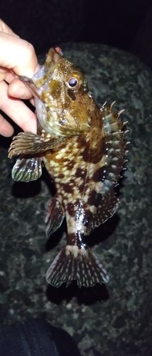 カサゴの釣果