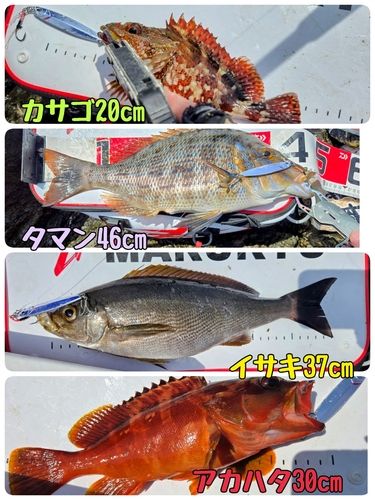 タマンの釣果
