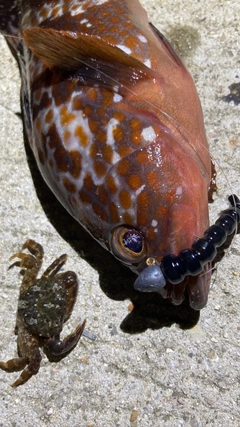 キジハタの釣果