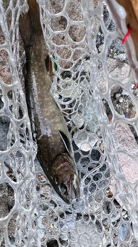 イワナの釣果