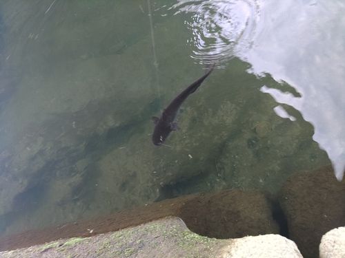 ナマズの釣果