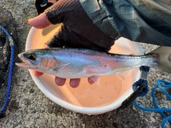 ヒメマスの釣果