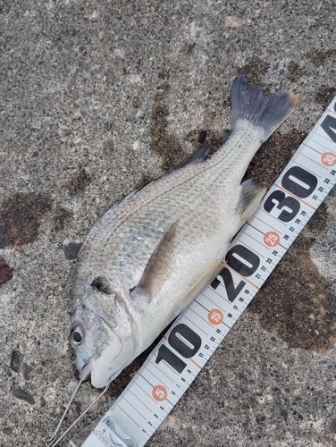 チヌの釣果