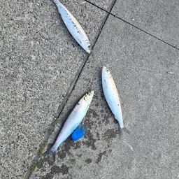 ニシン