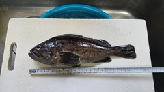 クロソイの釣果