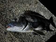 クロダイの釣果