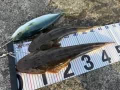 マゴチの釣果
