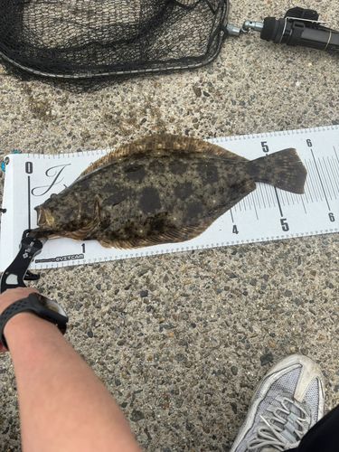 ヒラメの釣果