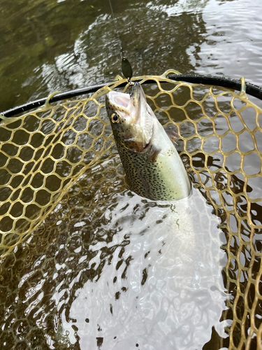 ニジマスの釣果