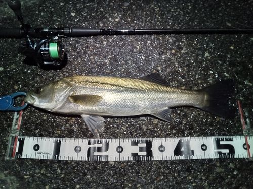 シーバスの釣果