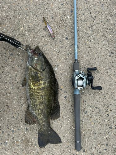 スモールマウスバスの釣果