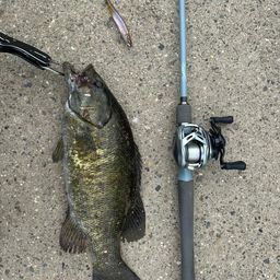 スモールマウスバス