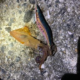 ヒイカ