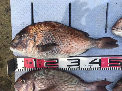 マダイの釣果
