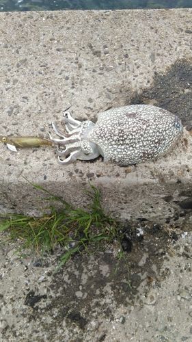 シリヤケイカの釣果
