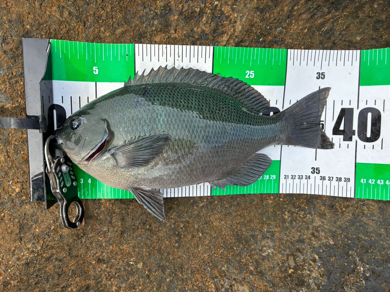 SHIMANO 16ベイシス 1.2-500の最安値・インプレ・釣果 | 本音の