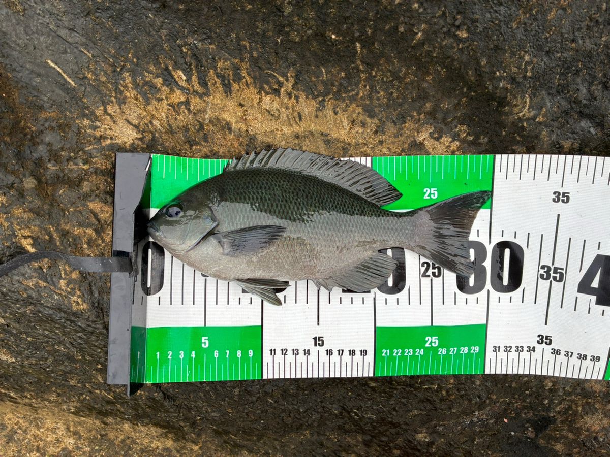 さきさきさんの釣果 2枚目の画像