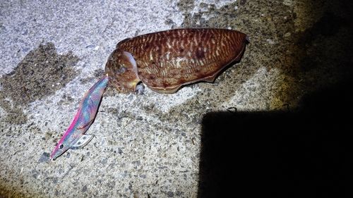 コウイカの釣果