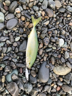 ワカシの釣果