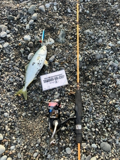 ワカシの釣果