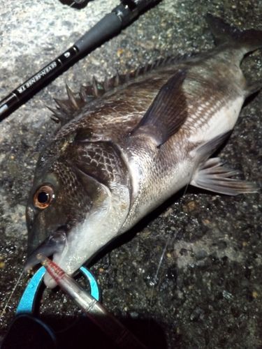 チヌの釣果