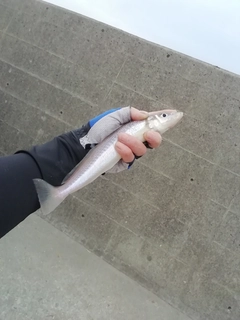 キスの釣果
