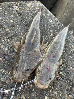 マゴチの釣果