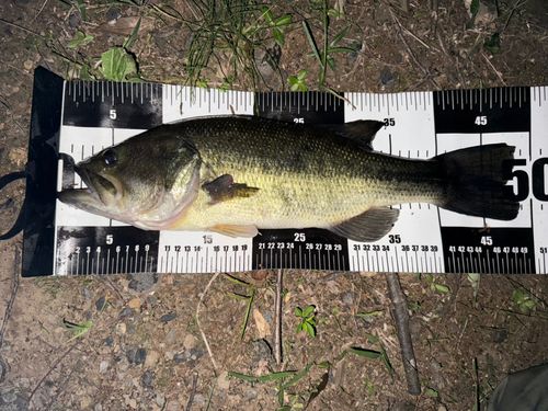 ブラックバスの釣果