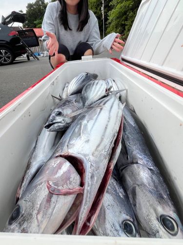 カツオの釣果