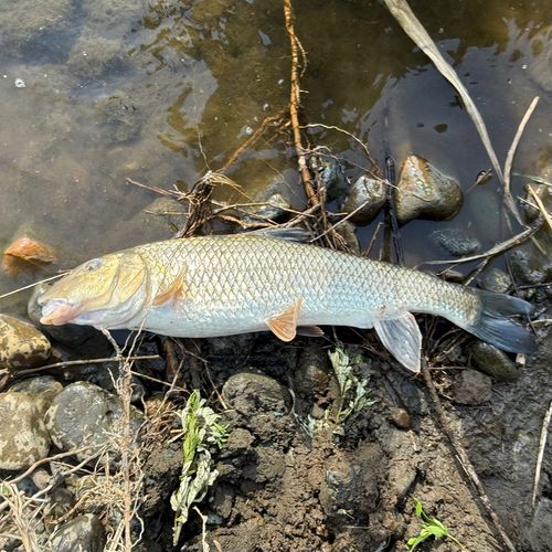 ニゴイの釣果