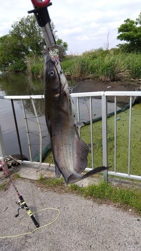アメリカナマズの釣果