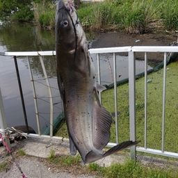 アメリカナマズ