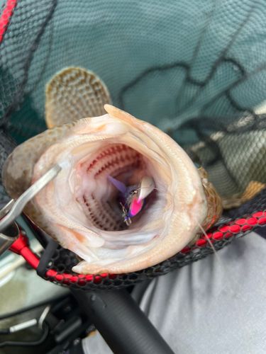オオモンハタの釣果