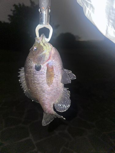 ブルーギルの釣果