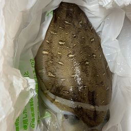 モンゴウイカ