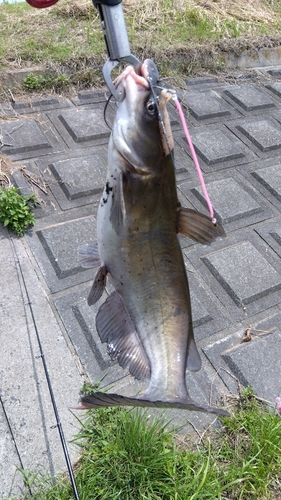 アメリカナマズの釣果