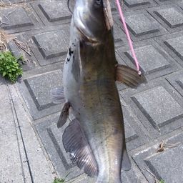 アメリカナマズ