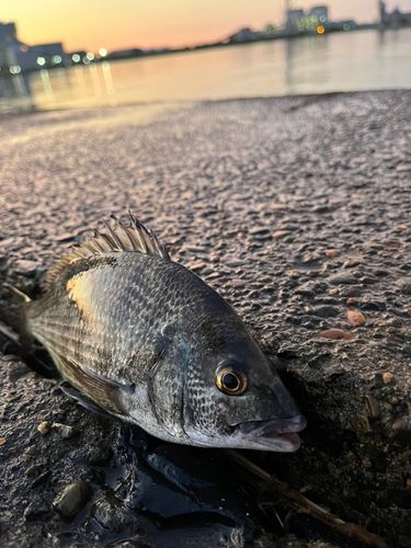 クロダイの釣果