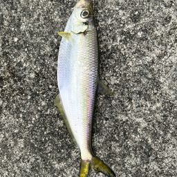 ヒラ